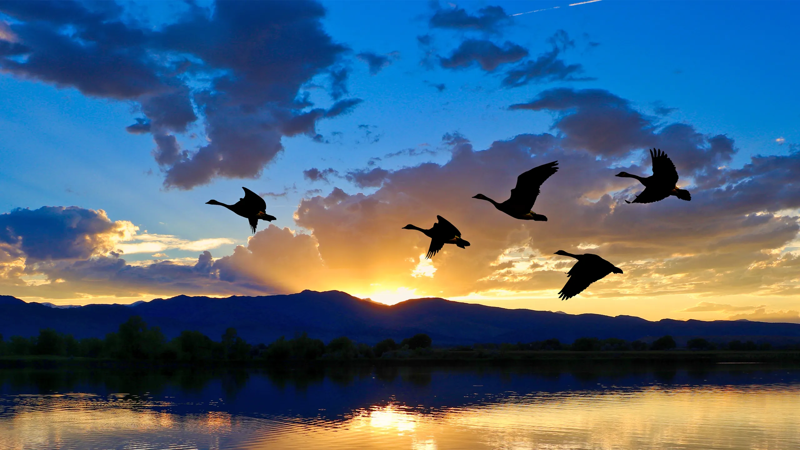 birds soaring